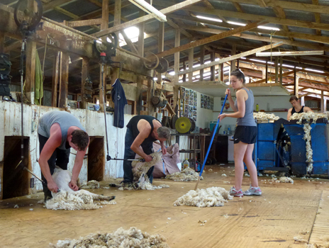 Sheep Shearing at Whenuanui Farm, Helensville, New Zealand