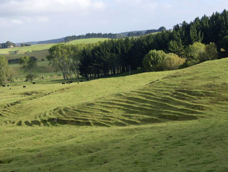 Cattle and Sheep pasture and Whenuanui Farm, Auckland, New Zealand