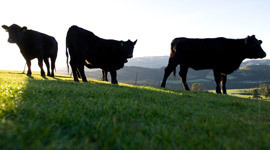 Beef Farming in New Zealand